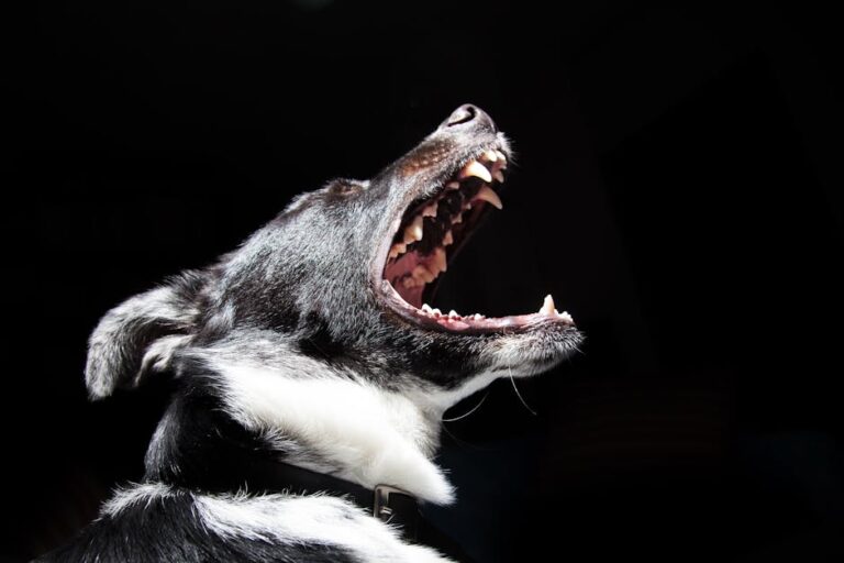aggressive small dog help