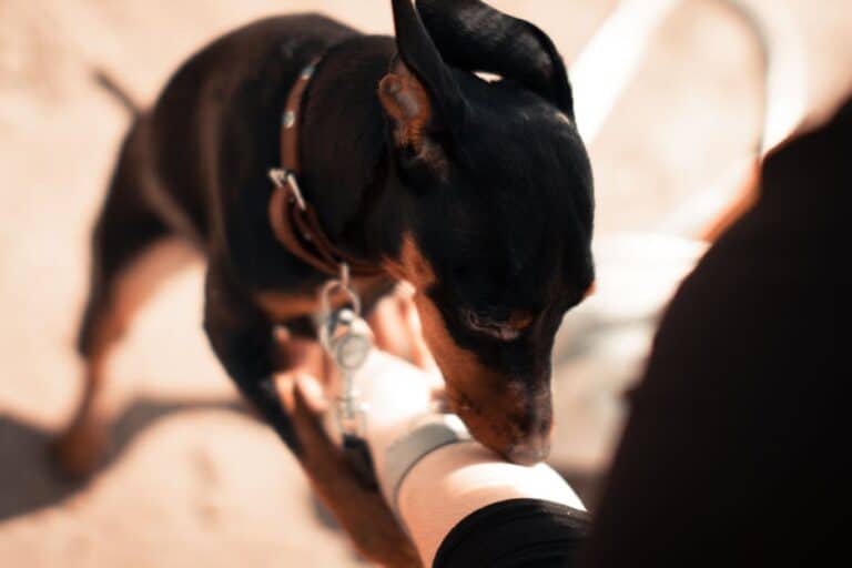 curb aggression in miniature breeds