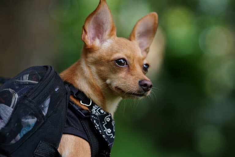 best muzzles for chihuahua aggression