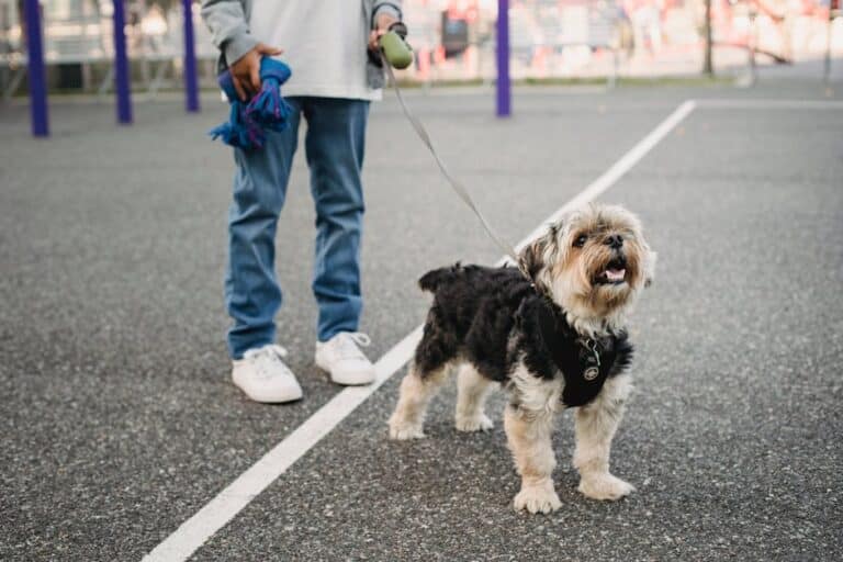 small breed dog obedience