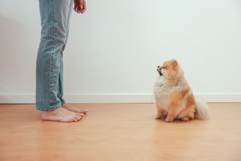 aggressive pomeranian obedience training