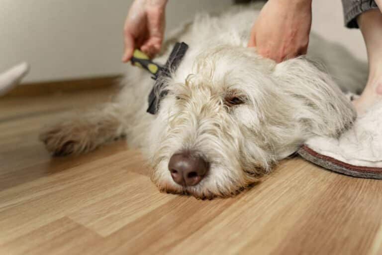 calm small dog during brushing